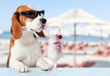 Manuale del viaggiatore a quattro zampe